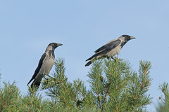 Bonte-kraaien-IMGL2726