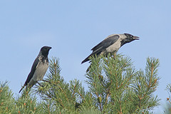 Bonte-kraaien-IMGL2730