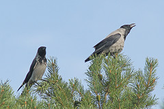 Bonte-kraaien-IMGL2732