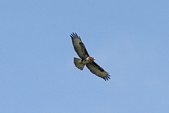 Buizerd-IMGL1359