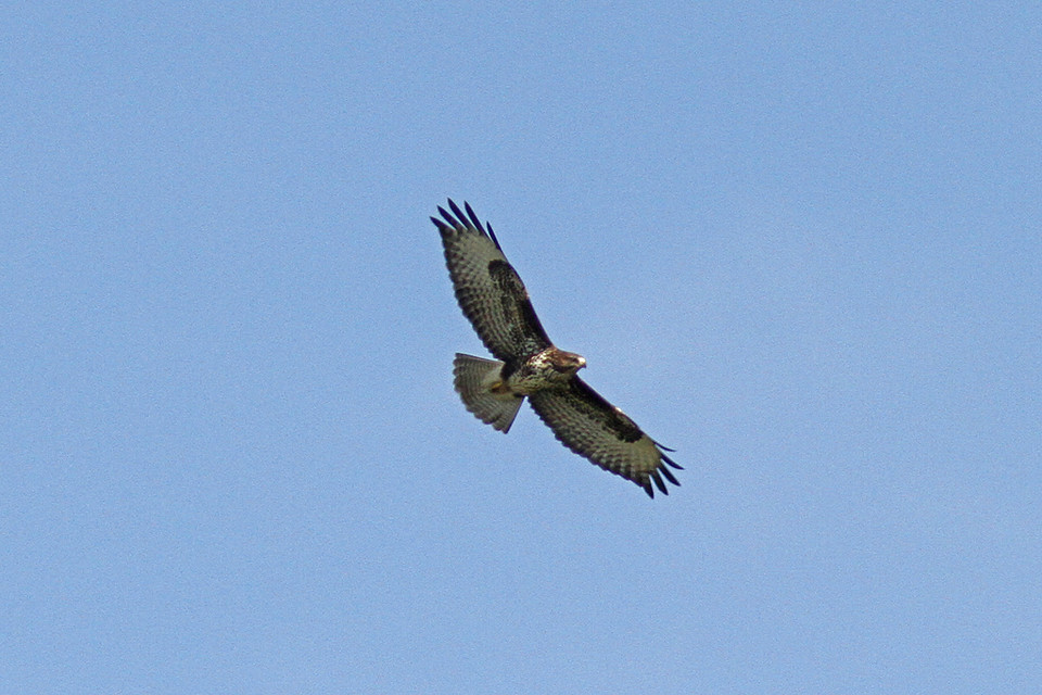 Buizerd-IMGL1359