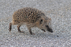 Egel-IMGL1564