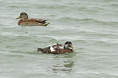 Eider-IMGL0921