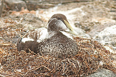 Eider-IMGL1006