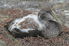 Eider-IMGL1015