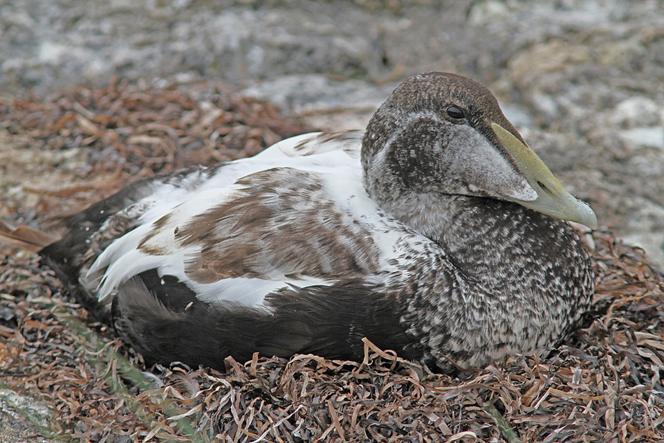 Eider-IMGL1015