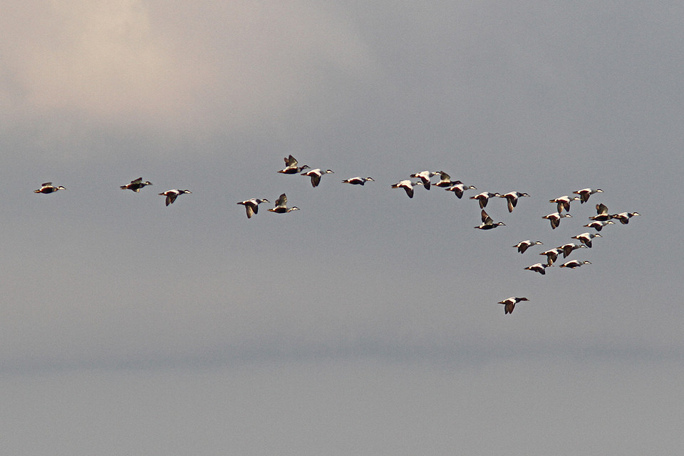 Eiders-IMGL1693