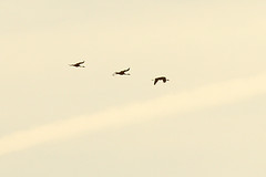 Kraanvogels