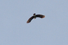 Notenkraker-IMGL1232