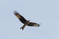 Rode-wouw-IMGL2556