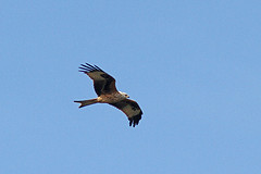 Rode-wouw-IMGL2724