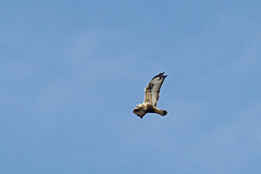 Ruigpootbuizerd-IMGL2701