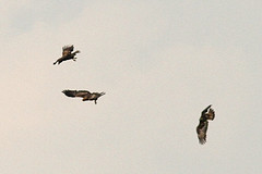 Steenarenden-IMGL2170
