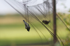 Vogels-ringen-IMGL1762