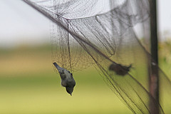 vogels-vangen-in-net-IMGL1763