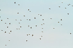 vogeltrek-IMGL2482