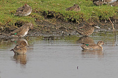 Wintertaling-IMGL1397