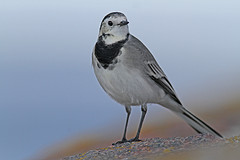 Witte-kwikstaart-IMGL1622