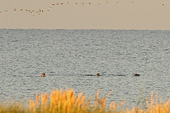 Zeehonden-IMGL1657