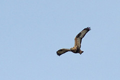 Buizerd-IMGL2884
