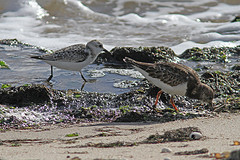 Drieteen-en-steenloper-IMG3455