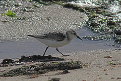 Drieteen-strandloper-IMGL3464