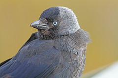 Kauw-IMGL3263