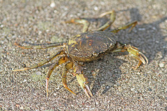 Krab-IMG3608