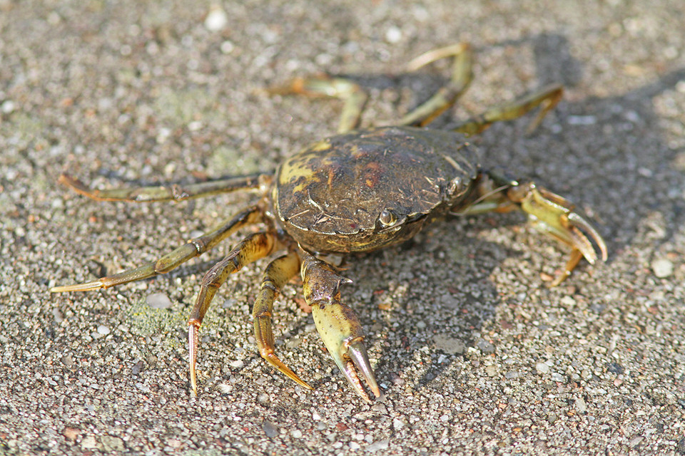 Krab-IMG3608