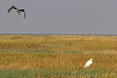 reigers-IMGL3606