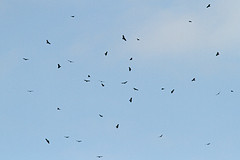 Roofvogeltrek-IMGL3206