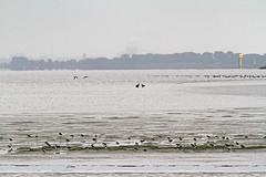 Zeearenden-Elberivier-IMGL3680