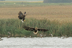 Zeearenden-IMGL3523