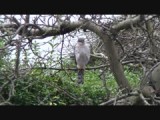 Sperwer in appelboom