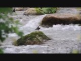 waterspreeuw