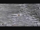 waterspreeuw vissend