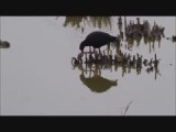 purperkoet