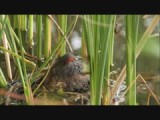 dodaars op nest