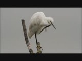 kleinezilverreiger poetsend