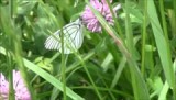 vlinder geaderd witje