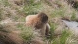 bergmarmot