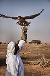 Falconry_Day
