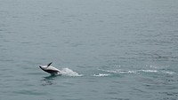 DSC05418