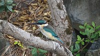 DSC07095