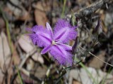 New South Wales