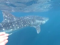 Whale shark swim