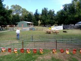 Dog trial