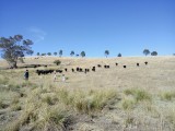 Met de gasten naar de koeien