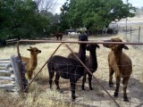 Alpaca-vrienden