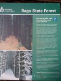 Sugar Pine Walk